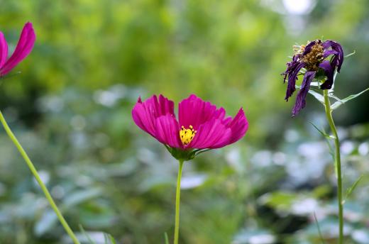 Cosmea 0816