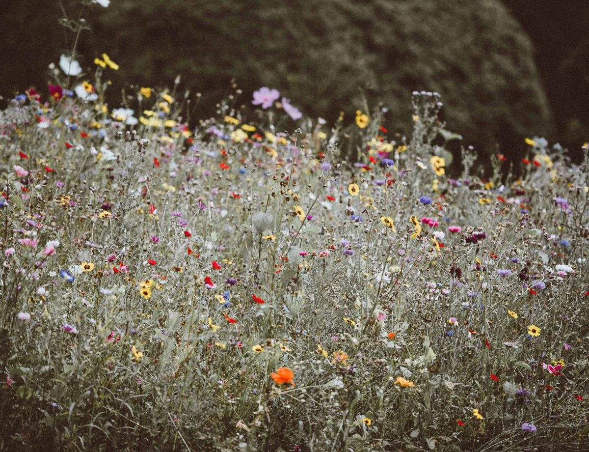annie spratt unsplash